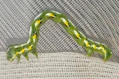 <i>Chiasmia aestimaria</i>