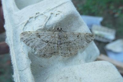 <i>Peribatodes rhomboidaria</i>