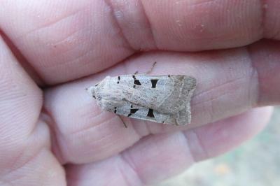 <i>Eugnorisma glareosa</i>
