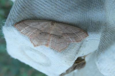 <i>Scopula imitaria</i>