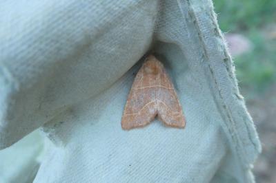 <i>Atethmia centrago</i>