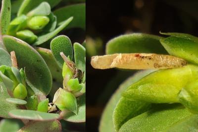 <i>Coleophora texanella</i>