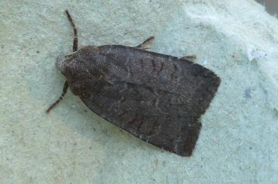 <i>Conistra ligula</i>