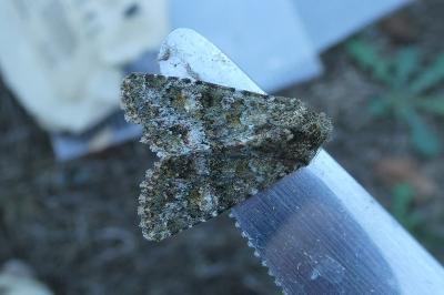 <i>Polymixis lichenea</i>