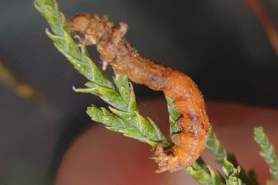<i>Agdistis tamaricis</i>