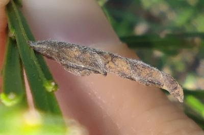 <i>Coleophora calycotomella</i>