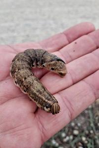<i>Agrius convolvuli</i>