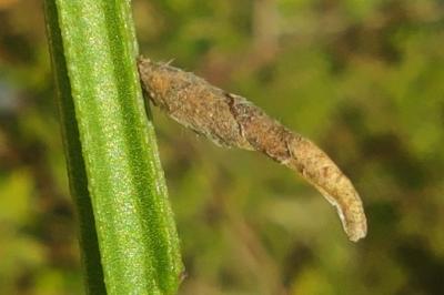 <i>Coleophora calycotomella</i>