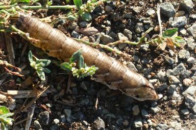 <i>Agrius convolvuli</i>