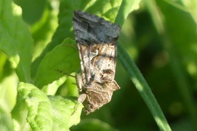 <i>Autographa gamma</i>