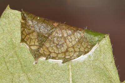 <i>Parornix anglicella</i>