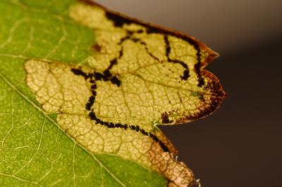 <i>Stigmella regiella</i>