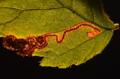 <i>Stigmella aurella</i>