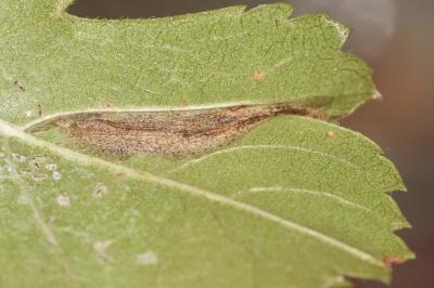 <i>Phyllonorycter mespilella</i>