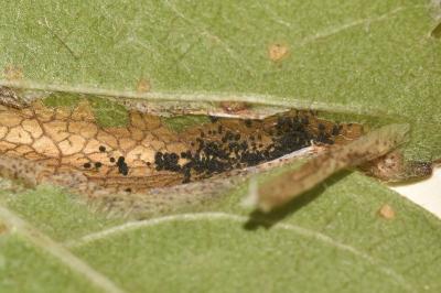 <i>Phyllonorycter mespilella</i>