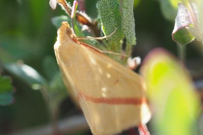<i>Rhodometra sacraria</i>