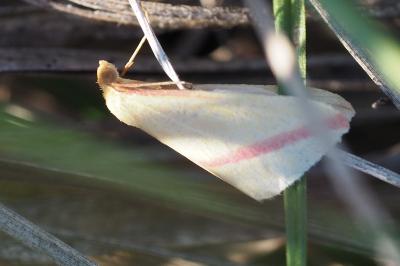 <i>Rhodometra sacraria</i>