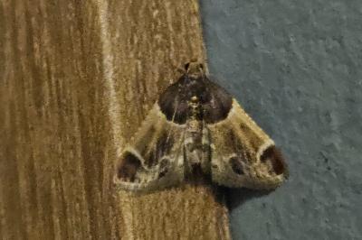 <i>Pyralis farinalis</i>