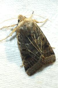 <i>Anchoscelis lunosa</i>