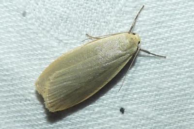 <i>Collita griseola</i>
