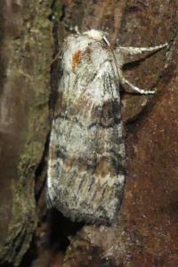 <i>Cymatophorina diluta</i>