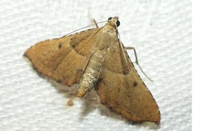 <i>Endotricha flammealis</i>