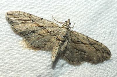 <i>Eupithecia phoeniceata</i>