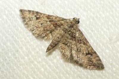 <i>Gymnoscelis rufifasciata</i>