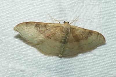 <i>Idaea degeneraria</i>