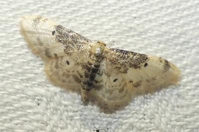 <i>Idaea filicata</i>