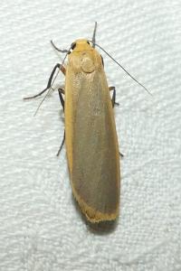 <i>Katha depressa</i>
