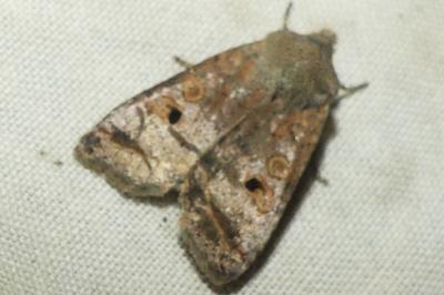 <i>Leptologia lota</i>
