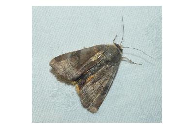<i>Noctua janthe</i>
