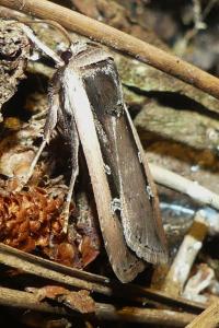 <i>Ochropleura leucogaster</i>