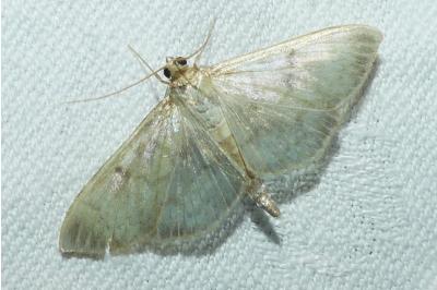 <i>Patania ruralis</i>