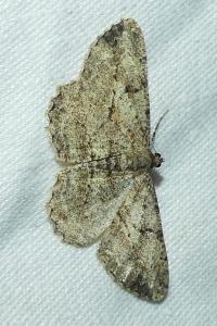 <i>Peribatodes rhomboidaria</i>
