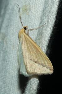 <i>Rhodometra sacraria</i>