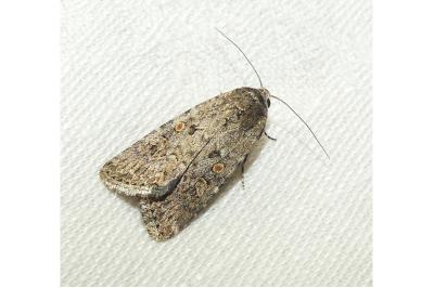 <i>Spodoptera exigua</i>