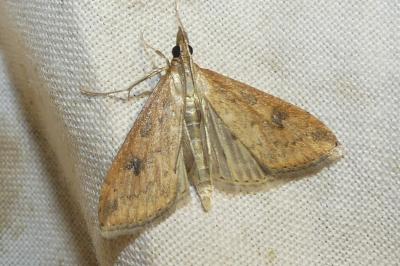 <i>Udea ferrugalis</i>