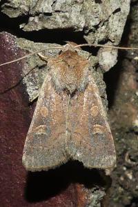<i>Xestia xanthographa</i>