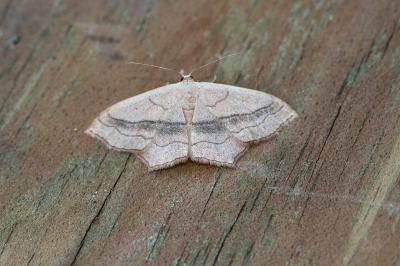 <i>Scopula imitaria</i>