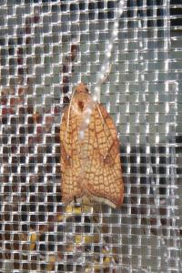 <i>Acleris rhombana</i>