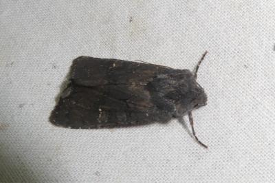 <i>Aporophyla nigra</i>