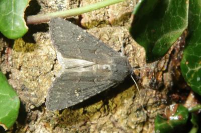 <i>Aporophyla nigra</i>