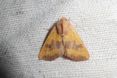 <i>Atethmia centrago</i>