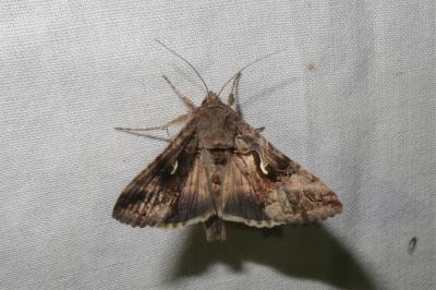 <i>Autographa gamma</i>
