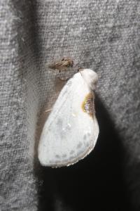 <i>Cilix hispanica</i>