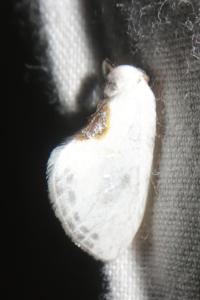 <i>Cilix hispanica</i>