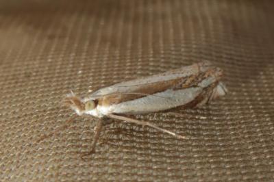 <i>Crambus pascuella</i>
