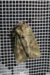 <i>Dryobotodes eremita</i>